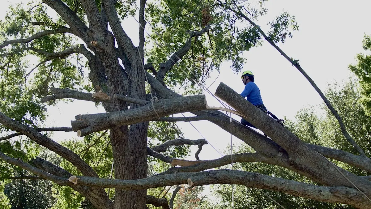 Professional Crown Thinning performed by certified arborists in Ether