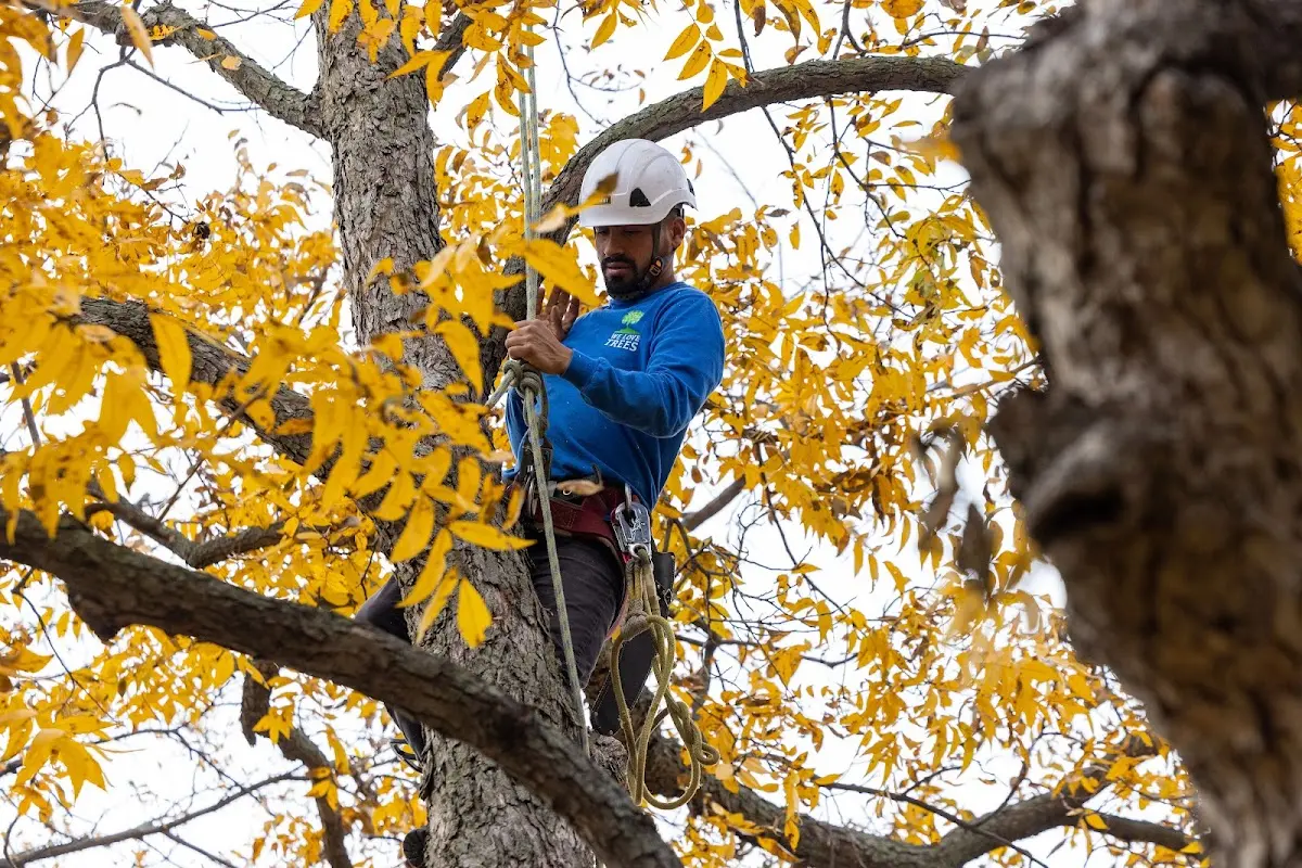 Skilled Dead Tree Removal crew working in Ether